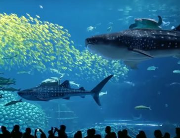 Visiting Chimelong Ocean Kingdom In Zhuhai