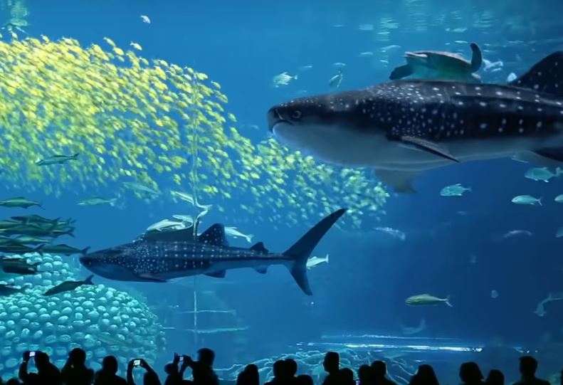 Visiting Chimelong Ocean Kingdom In Zhuhai - Little Steps Asia