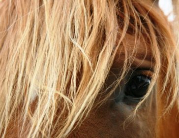 Horseback Riding And Lessons In Singapore