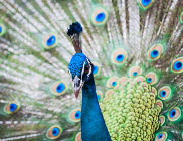 Best Places To See Animals In KL – Parks, Zoo, Aquarium, And More!