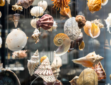 Bali Shell Museum *CLOSED