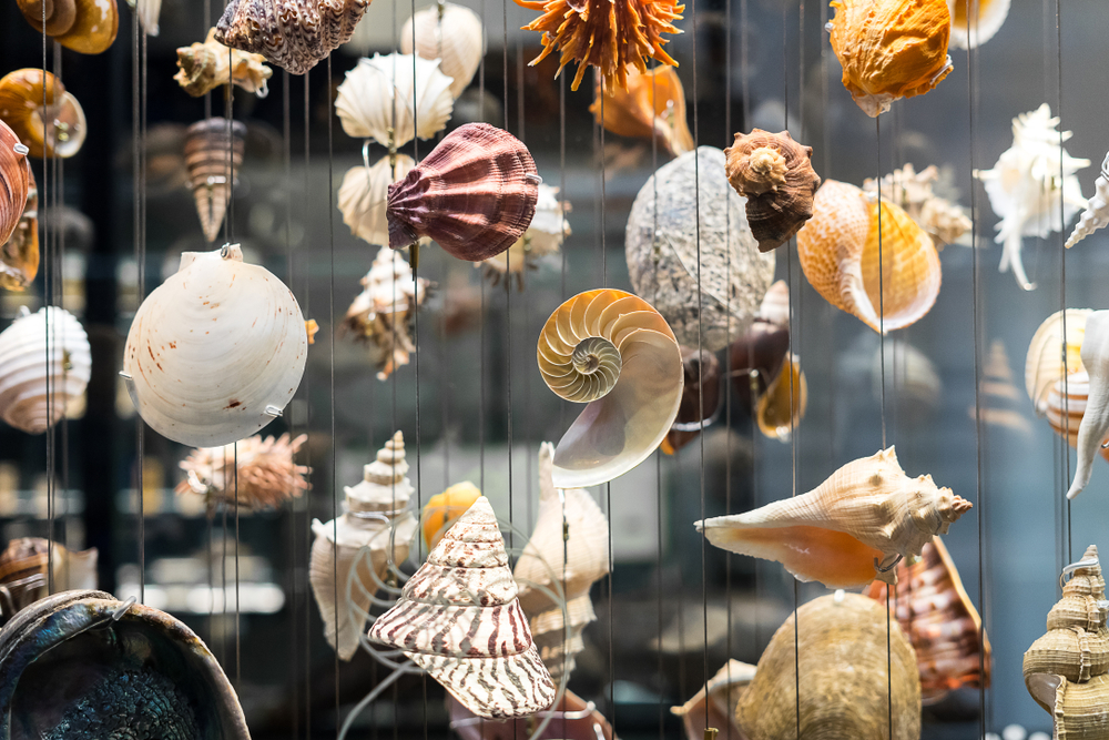 Bali Shell Museum