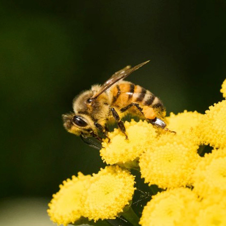 Green Adventures For Kids In Hong Kong - Bee Keeping