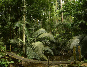 Family Hiking Trails At FRIM In Kuala Lumpur