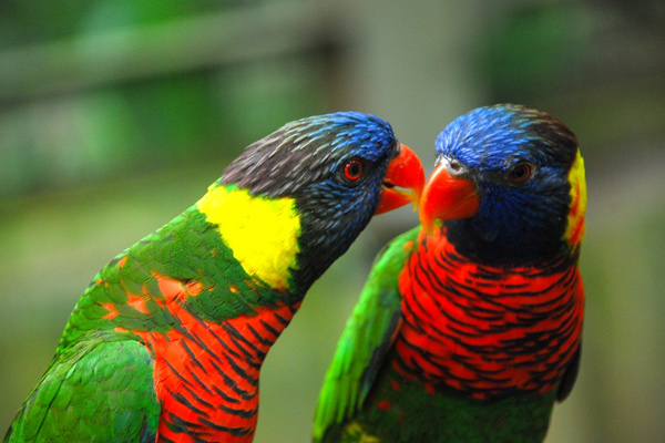 Animal Adventures In KL With Kids At Bird Park