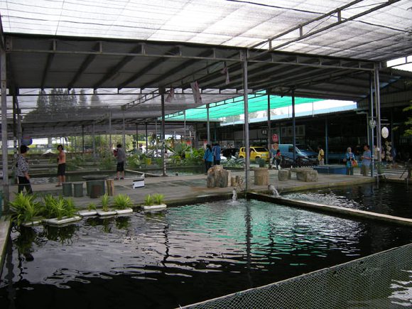 Best Local Farms In Singapore - Mainland Tropical Fish Farm