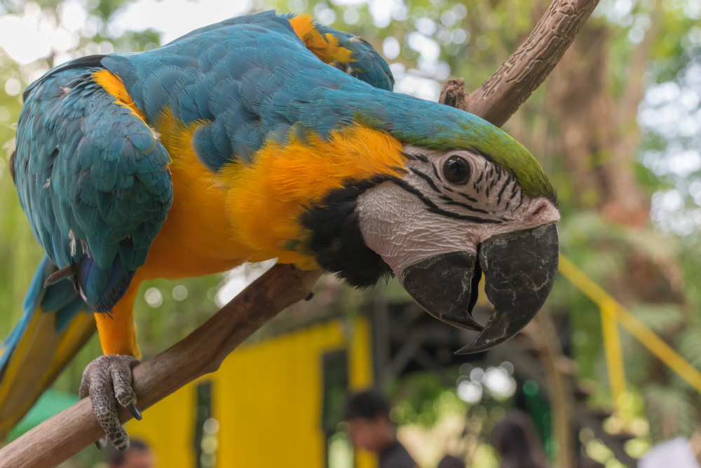 Parrots At Dempsey Hill In Singapore