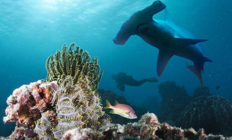 Rawa Island Resort - Diving