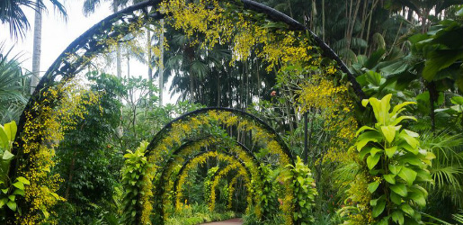 Top_10_Singapore_Running_Trails_-_Singapore_Botanic_Garden