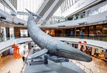 IFC Presents The Wonders Of The Ocean