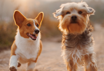 SPCA Dogathon – Charity Walk & Fun Activities