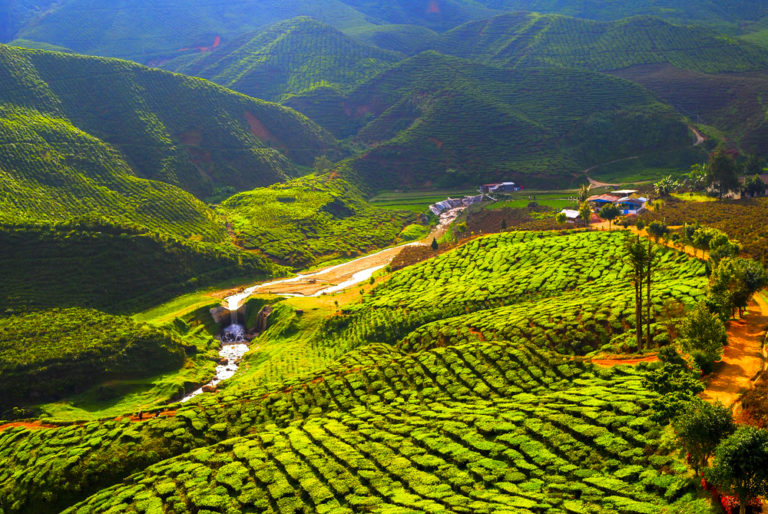 Cameron Highlands With Kids