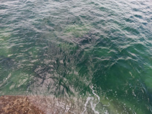 Celebrate World Ocean Day In Hoi Ha Marine Park