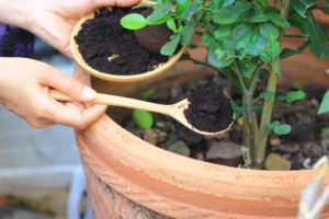 Urban Agriculture With Coffee Ground Composting