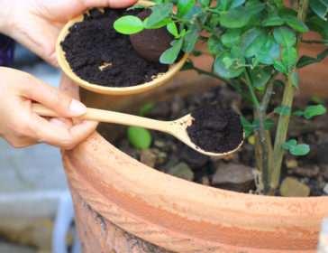 Urban Agriculture With Coffee Ground Composting