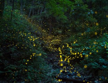 Fireflies Spotting At Pasir Ris Park