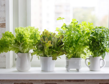 How To Grow A Fresh Vegetable Garden At Home