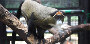 Visiting The Hong Kong Zoo And Botanical Gardens In Central