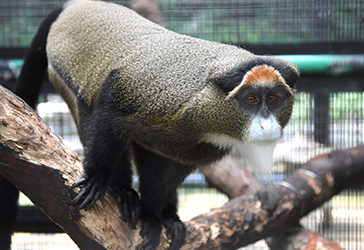 Visiting The Hong Kong Zoo And Botanical Gardens In Central