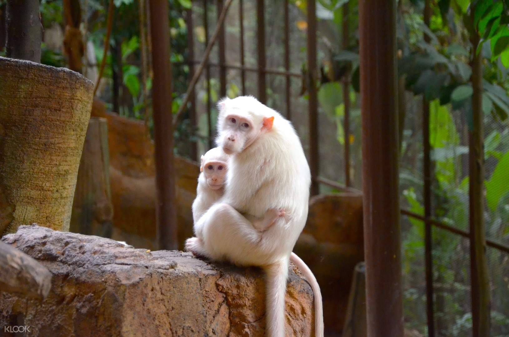 Witness Over 50 Species Of Animals At KL Tower Mini Zoo