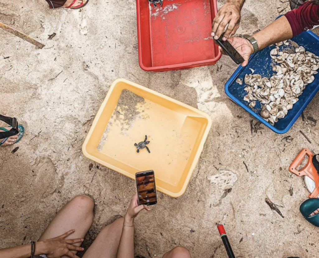 Redang Turtle Sanctuary Malaysia