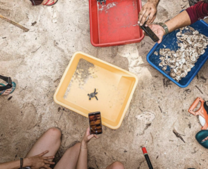 The Redang Turtle Sanctuary In Malaysia
