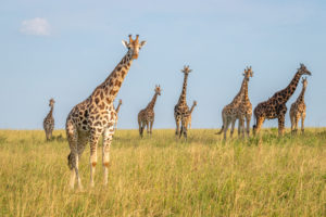 Live Virtual Safari Trips For Kids