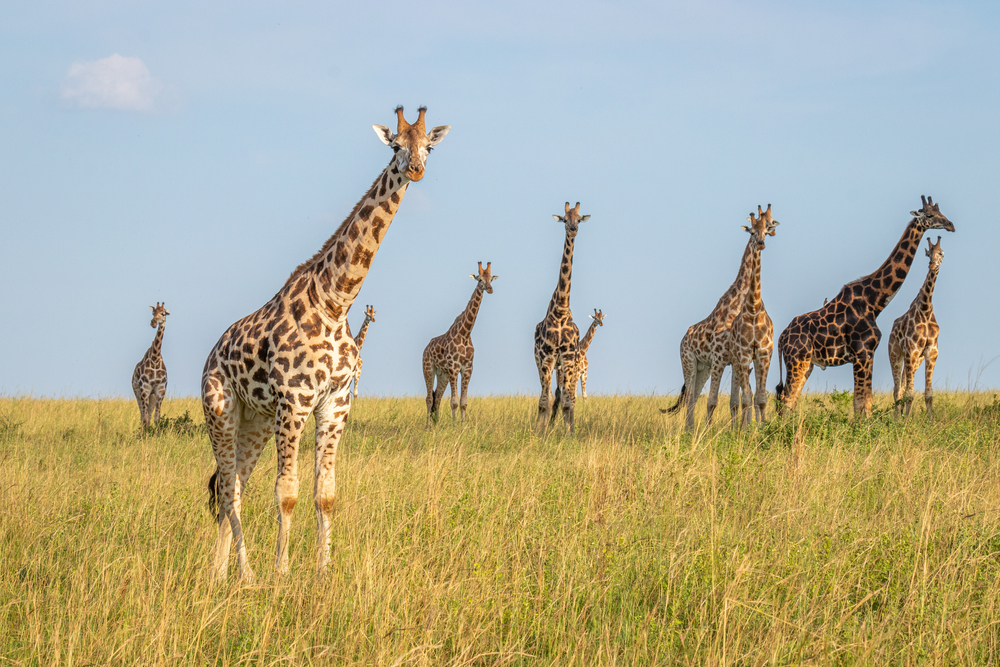 virtual safari in africa