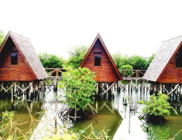 Hidden Mangrove Forest In Jakarta For Families