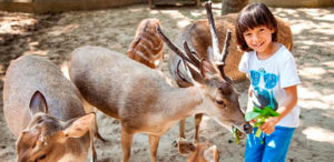 Mini Petting Zoo @ Ritz-Carlton Bali