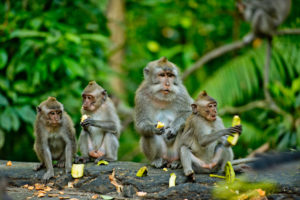 Hiking With Monkeys At Kam Shan Country Park (Monkey Mountain) Hike In Hong Kong