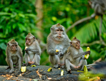 Hiking With Monkeys At Kam Shan Country Park (Monkey Mountain) Hike In Hong Kong