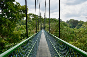 Unique Walk For Kids At MacRitchie TreeTop Walk In Singapore