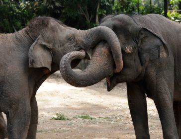 Guide To Singapore Zoo’s Night Safari