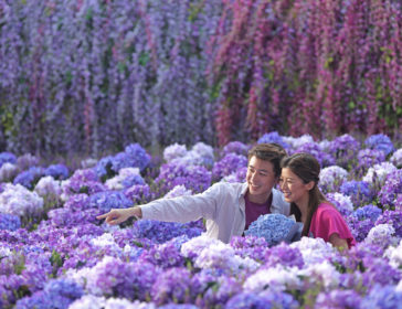Purple Flower Galore At Harbour North In Hong Kong