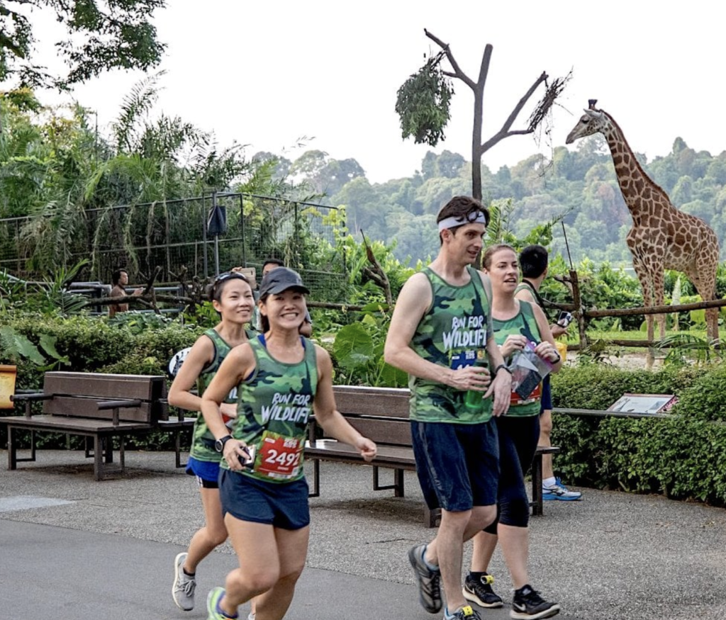 Safari Zoo Run in Singapore