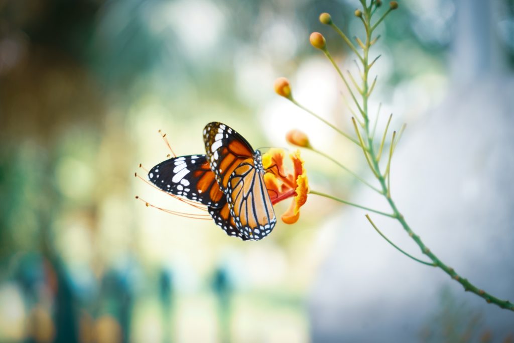 Online Eco-Leadership Program For Ages 12+