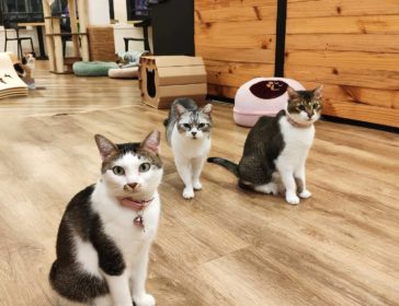 The Cat Cafe In Singapore That Kids Love