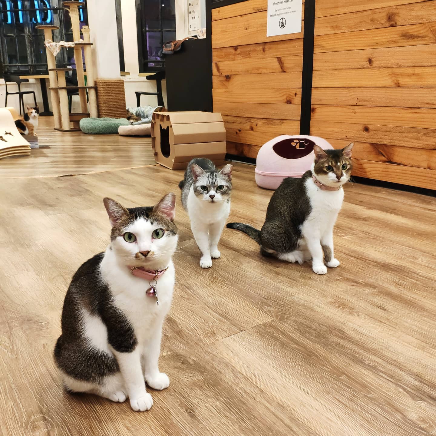 Cat cafe rail mall discount