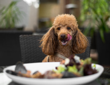 Best 25 Pet And Dog-Friendly Restaurants And Cafes In Hong Kong