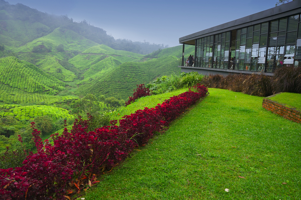best highlands and tea plantations in Malaysia