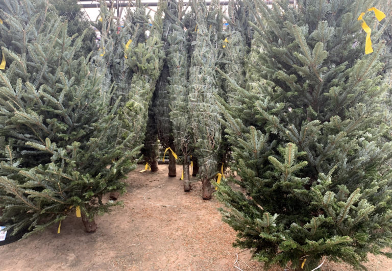 Sophie's Christmas Trees In Ma On Shan. Hong Kong - Real Trees