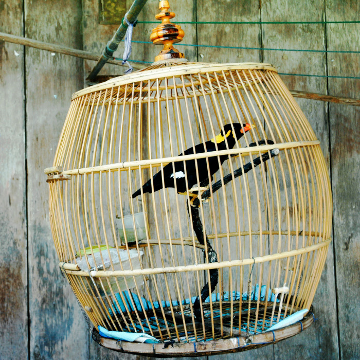 Aero pet relocation hong kong