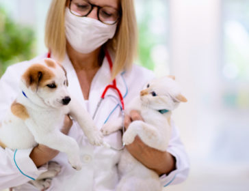 Best Veterinarians And Veterinary Clinics In Singapore