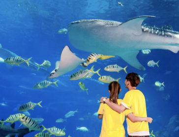 Visiting Chimelong Ocean Kingdom In Nearby Zhuhai, China
