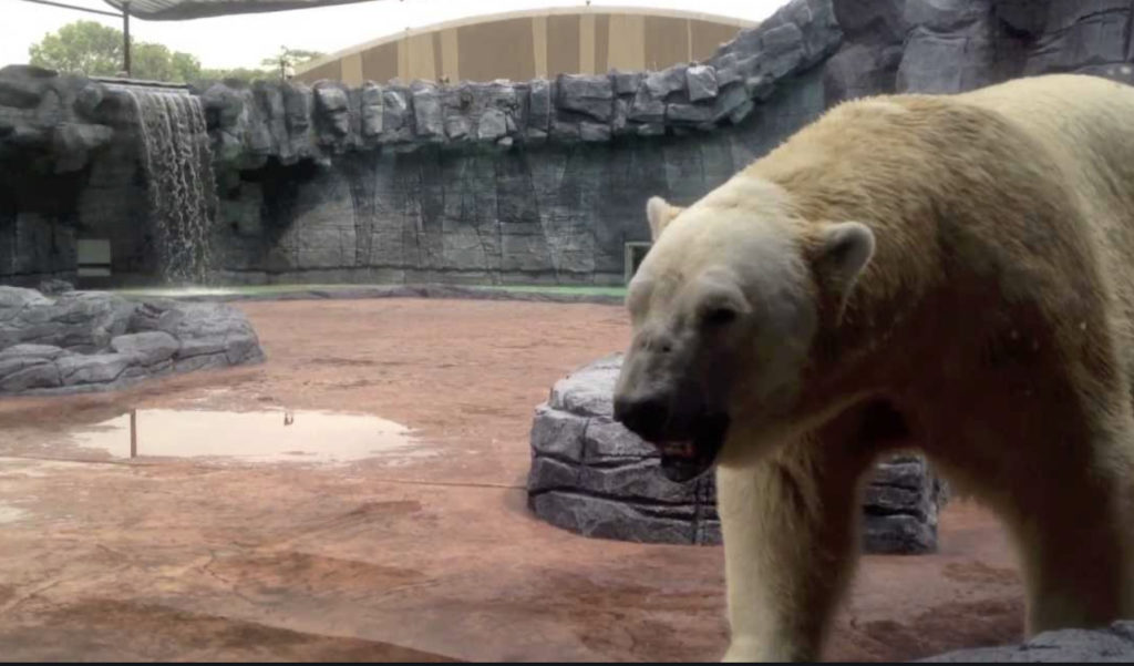 Frozen Tundra Singapore Zoo