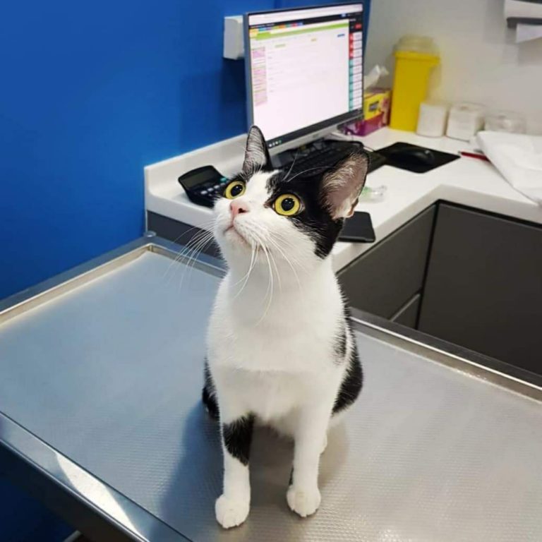 Genesis Veterinary Clinic Best Veterinarians Singapore
