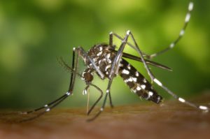 How To Protect Your Family From Dengue Fever