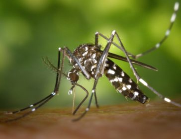 How To Protect Your Family From Dengue Fever