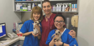 Kowloon Veterinary Hospital (KVH) For Top Vet Service And Animal Acupuncture